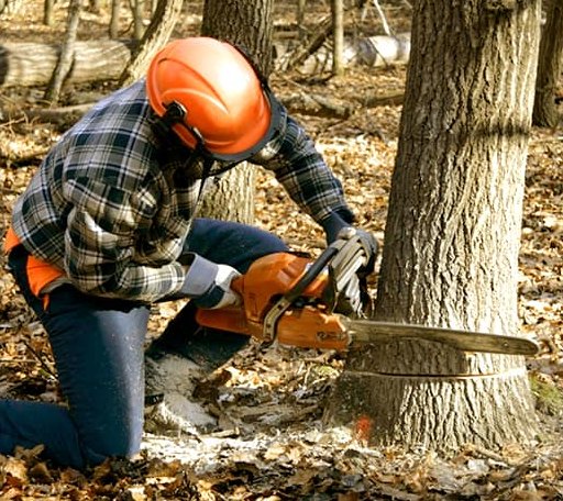 Tree Removal in New Creek, WV
